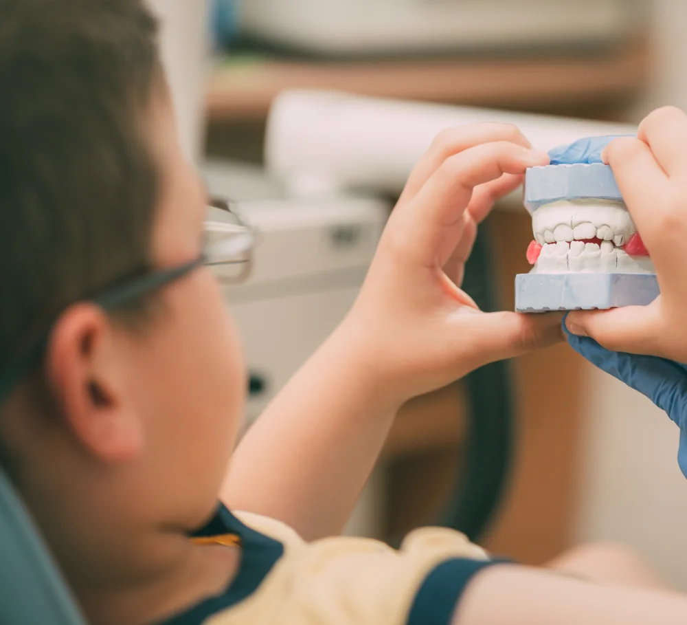 A child looking at a model of braces